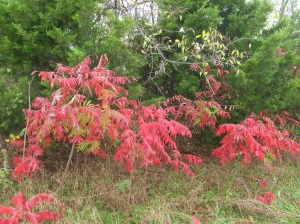 A brighter patch of color