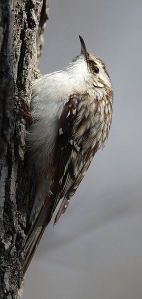 Brown Creeper, photo courtesy Wikimedia