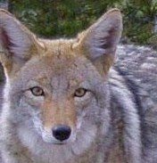 Coyote_arizona