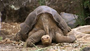 Lonesome George 