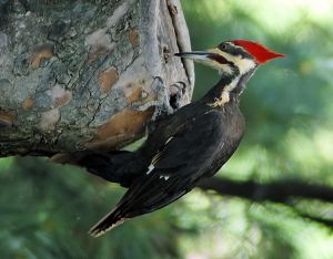 769px-Woodpecker_wikimedia