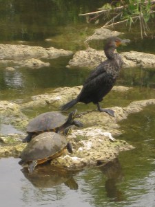 A cormorant and turtles keep a watch beside the Anhinga Trail in the Everglades. -- Photo by Pat Bean 