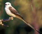 scissor-tailed flycatcher