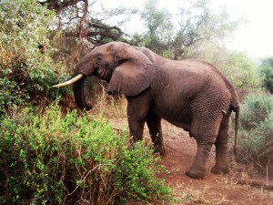 04. Elephant, at Lake Manyara, first one we saw reall up close. Aug. 22, 2007