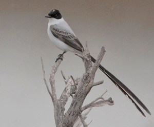 fork-tailed by joanne kamo