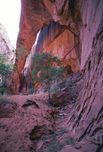 Morning Glory Natural Bridge by Jay Wilbur