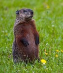 standing groundhog ... wikipedia