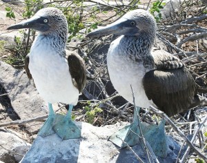 760px-Blue-footed_Booby_Comparison