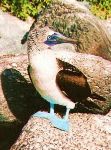 Blue-footed booby