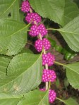 IMG_1852