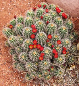 Cactus and Maggie's feet