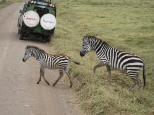 15. Zebra crossing, Ngorongoa Crater, Aug. 24, 2007
