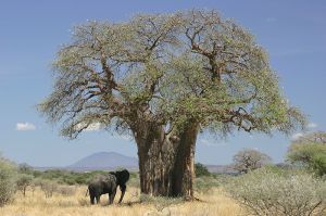 An elephant approaches a huge old baobab tree during its brief time of leaves. -- Wikipedia photo 