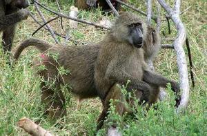 Baboons (2)