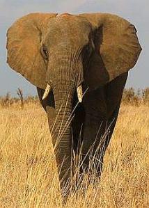 big elephant