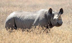 Black rhino in Ngorongor crater -- wikipedia