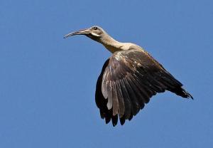 hadada ibis ... wikipedia