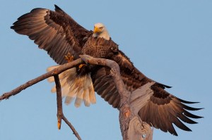 bald eagle, joanne kamo