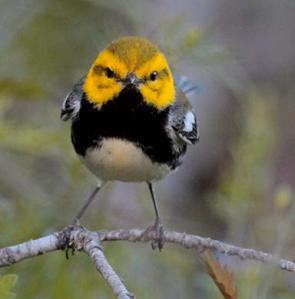 Warbler. black-throated green