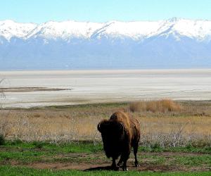 Antelope Island bison with a view of the Wasatch Mountains on the far side of Great Salt Lake. -- Photo by Pat Bean
