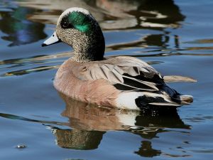 Wigeon, American 2