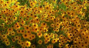 black-eyed susans