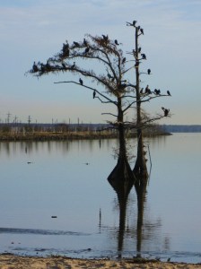 Double-crested cormorants, Lake End, Jan. 08