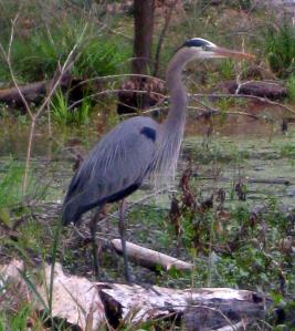 I was surprised at how close this great blue heron let me get before it flew off. -- Photo by Pat Bean 