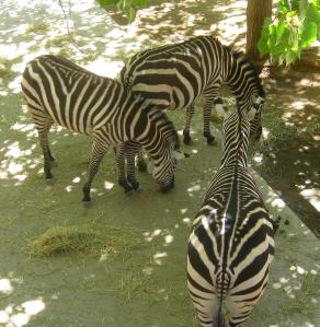 a trio of zebras
