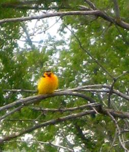 bullock's oriole