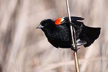 red-winged