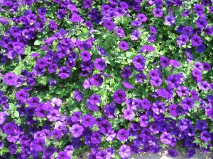 St. Louis Botanical Gardens Purple passion