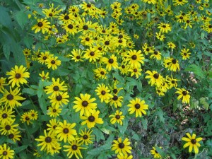 Yellow flowers