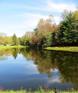 pond