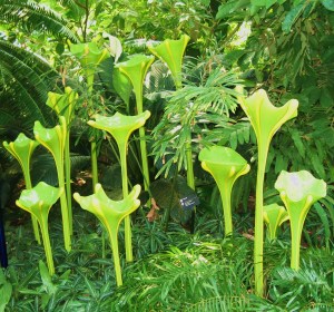 A glass sculpture by Chihuly that was on display as part of a plant-glass exhibit at the Missouri Botanical Gardens in 2006. -- Photo by Pat Bean 