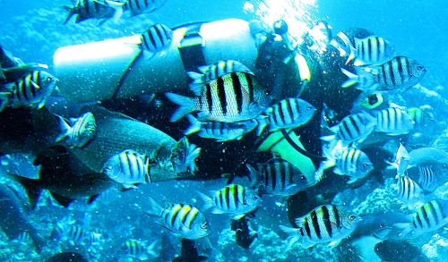 Taken through the underwater windows aboard the Seaworld Explorer off Cozumel.  -- Photo by Pat Bean 