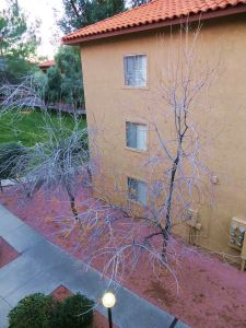 My third-floor apartment lets me live at tree-top level It's the closest thing I could find to living in a tree house, which is something I would still like to do. These two winter-naked trees are visible from my front-room balcony. I'm eagerly awaiting them to change into spring garments, and watching them do so is one of the joys I look forward to in coming days. -- Photo by Pat Bean 