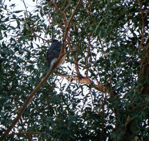 ... and then I saw the second Cooper's hawk. -- Photo by Pat Bean 