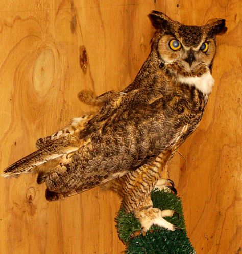 Chitters in 2010 -- Photo by Pat Bean 