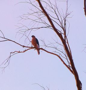 And then I saw one hawk ... -- Photo by Pat Bean 