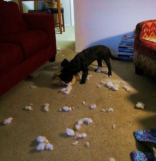 The sight that greeted me when I looked up from the computer. -- Photo by Pat Bean 