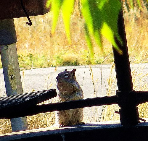 I dawdled to watch squirrels at a campground. == Photo by Pat Bean 