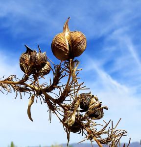 Seed pods against the desert sky.