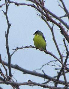 A lesser goldfinch