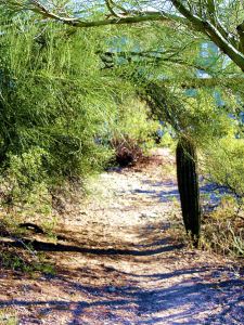 The path behind my apartment's parking lot. - Photo by Pat Bean 