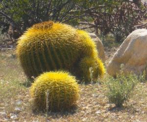 And now I'm watching the desert bloom -- because I didn't follow anyone's advice. -- Photo by Pat Bean 