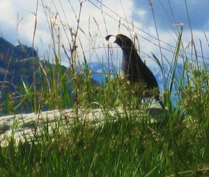 And seeing birds, like this California quail only makes the day more perfect -- is that even possible? -- Photo by Pat Bean