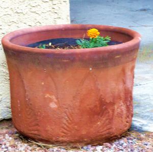 This one little flower in a big pot seems awfully lonely/ == Photo by Pat Bean 
