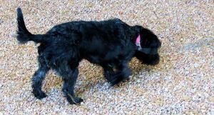 Pepper off on one of her scent trails. -- Photo by Pat Bean 