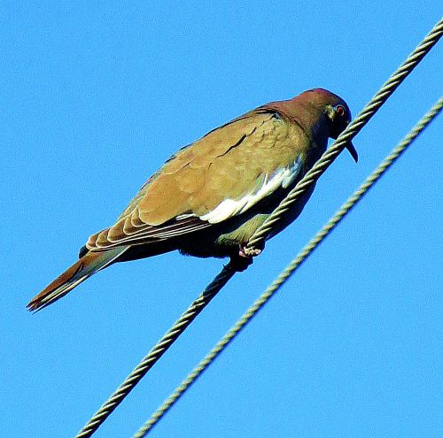 Think all doves do are coo. This white-winged species has a nest in a tree that I walk beneath and screeches loudly at me every time I walk past. -- Photo y Pat Bean 